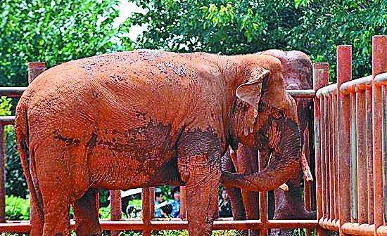动物园的大象死了，为什么管理员会这么伤心?,动物园的大象死了，为什么管理员会这么伤心? 马保国高调复出