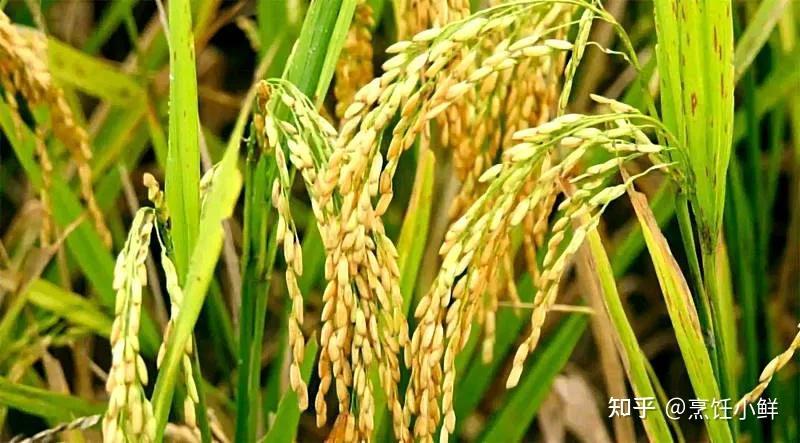 水稻和小麦哪个更先被人种植那么它们各都是什么时期 小麦水稻种植条件