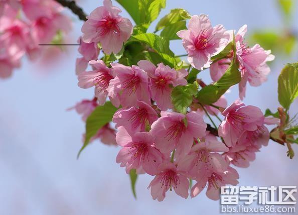 樱花的花语是什么？樱花的传说有哪些？ 向日葵花语是什么
