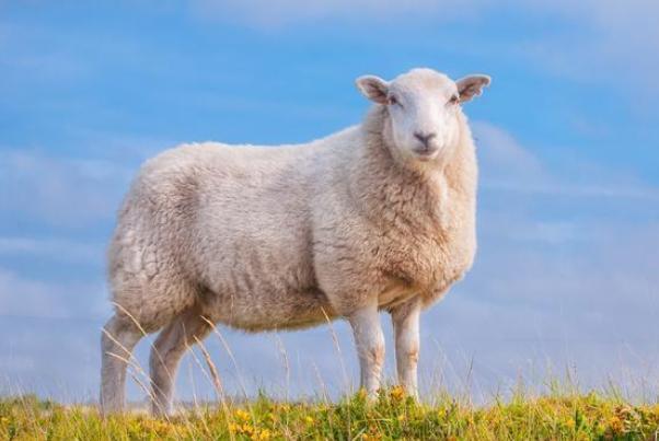 生肖羊撒过最真实的谎 为什么属羊的婚姻不顺