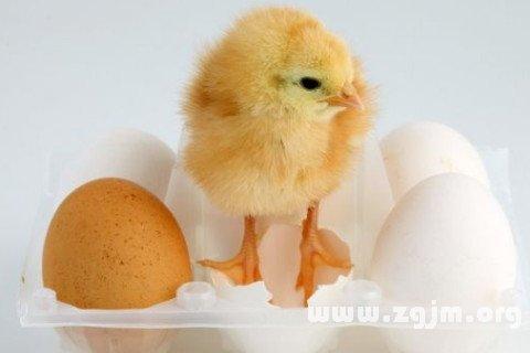 梦见有人送鸡蛋给我有什么预兆?是什么意思? 梦见买鸡蛋是什么意思周公解梦