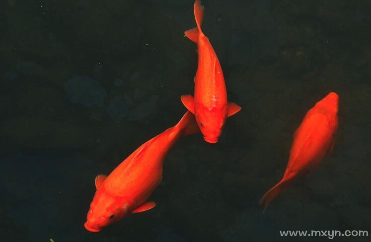 梦见很多红鱼在水里游有什么预兆?是什么意思? 梦见水里有红鱼在游